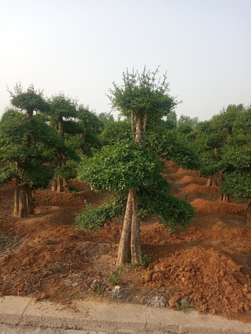 造型树(对节白蜡，二千株〉