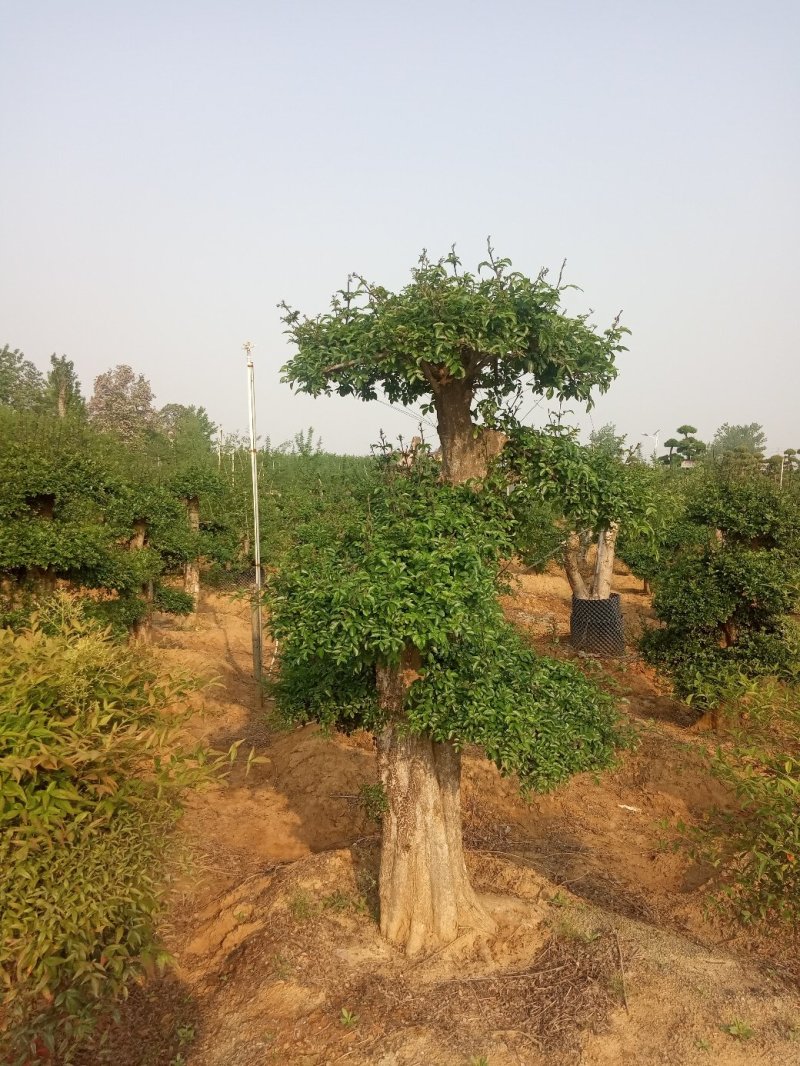 造型树(对节白蜡，二千株〉