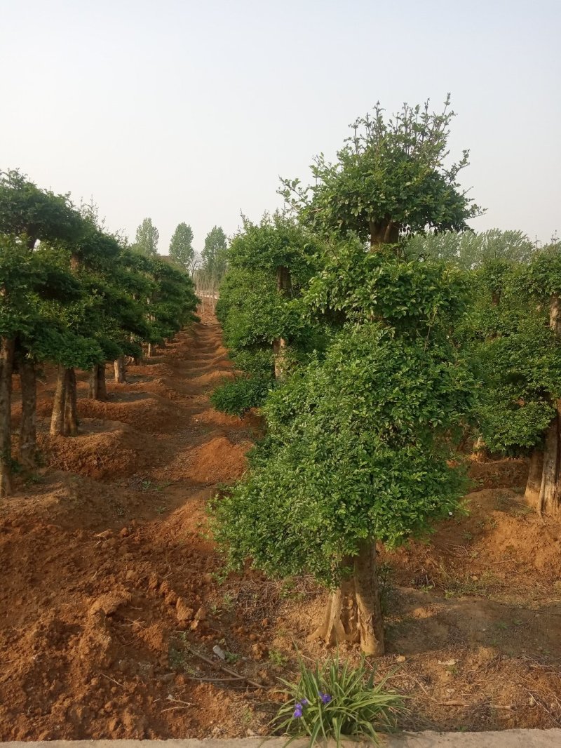 造型树(对节白蜡，二千株〉