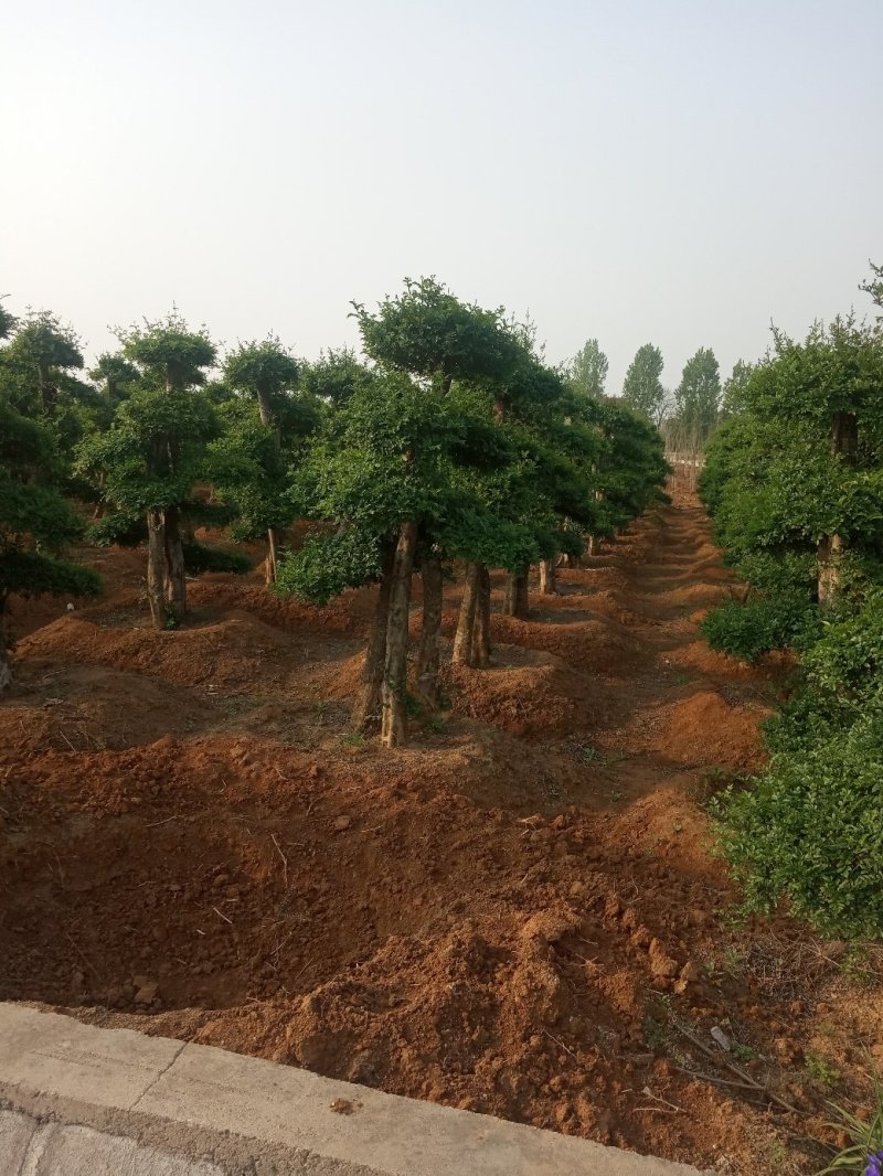 造型树(对节白蜡，二千株〉
