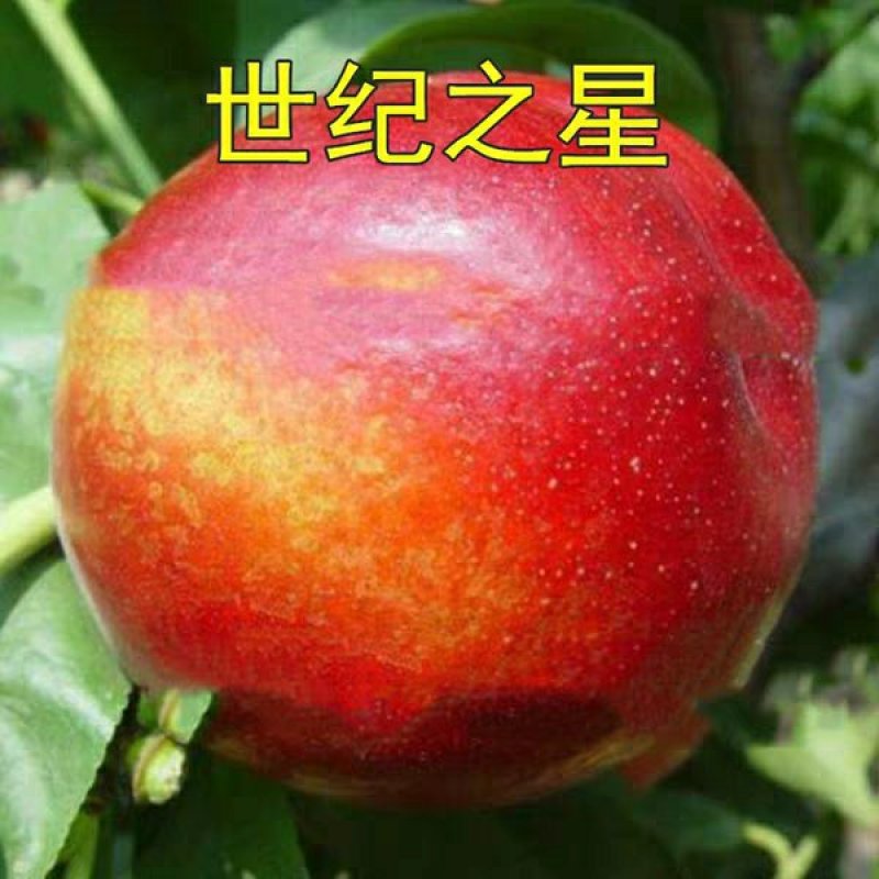 油桃苗世纪之星，早熟品种，中油品种多个品种