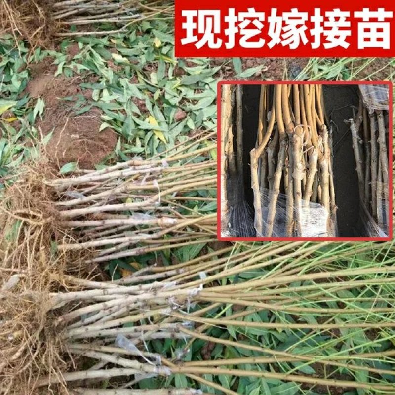 油桃苗世纪之星，早熟品种，中油品种多个品种