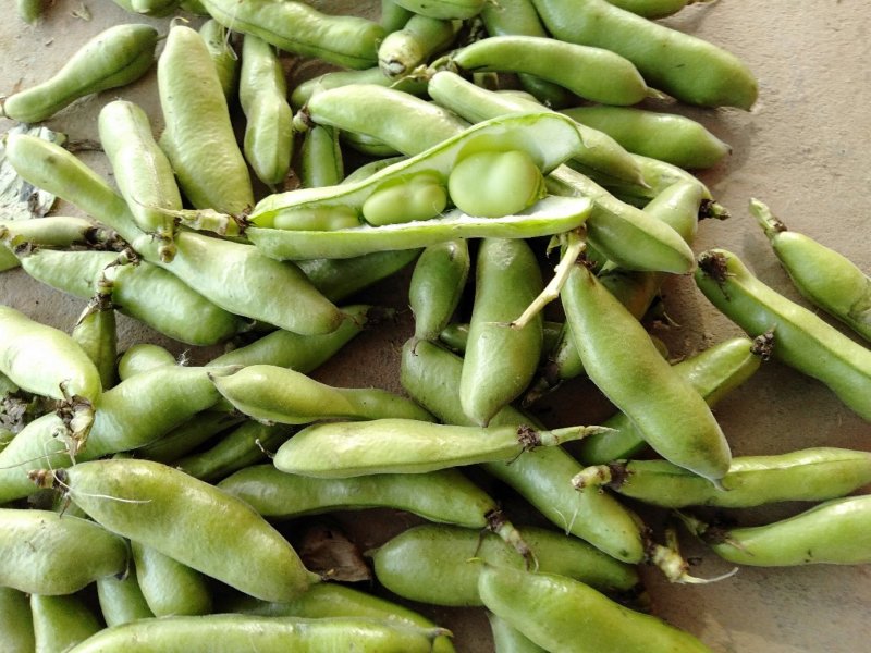 【蚕豆】湖北蚕豆大粒青皮蚕豆产地直发，随行就市