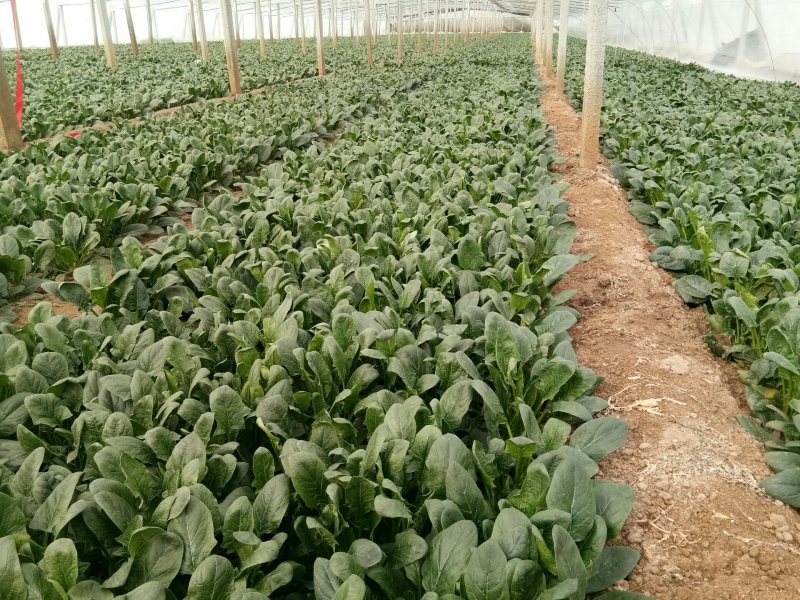 菠菜