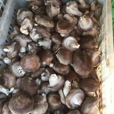 冬鲜香菇