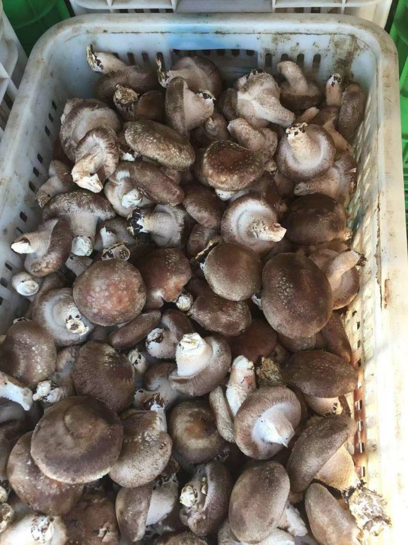 冬鲜香菇