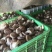 冬鲜香菇