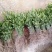 积橙苗枳橙苗卡里佐枳橙广西桂林产地直销包邮