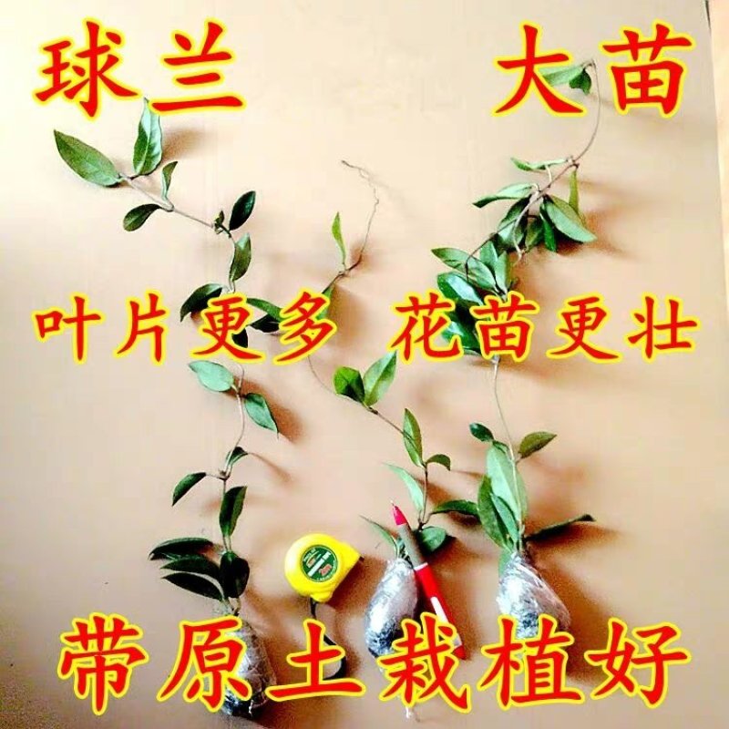 球兰花苗绿叶花心球兰大苗盆栽攀援植物室内爬藤吊兰藤蔓花