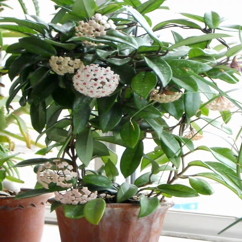 球兰花苗绿叶花心球兰大苗盆栽攀援植物室内爬藤吊兰藤蔓花