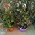 球兰花苗绿叶花心球兰大苗盆栽攀援植物室内爬藤吊兰藤蔓花
