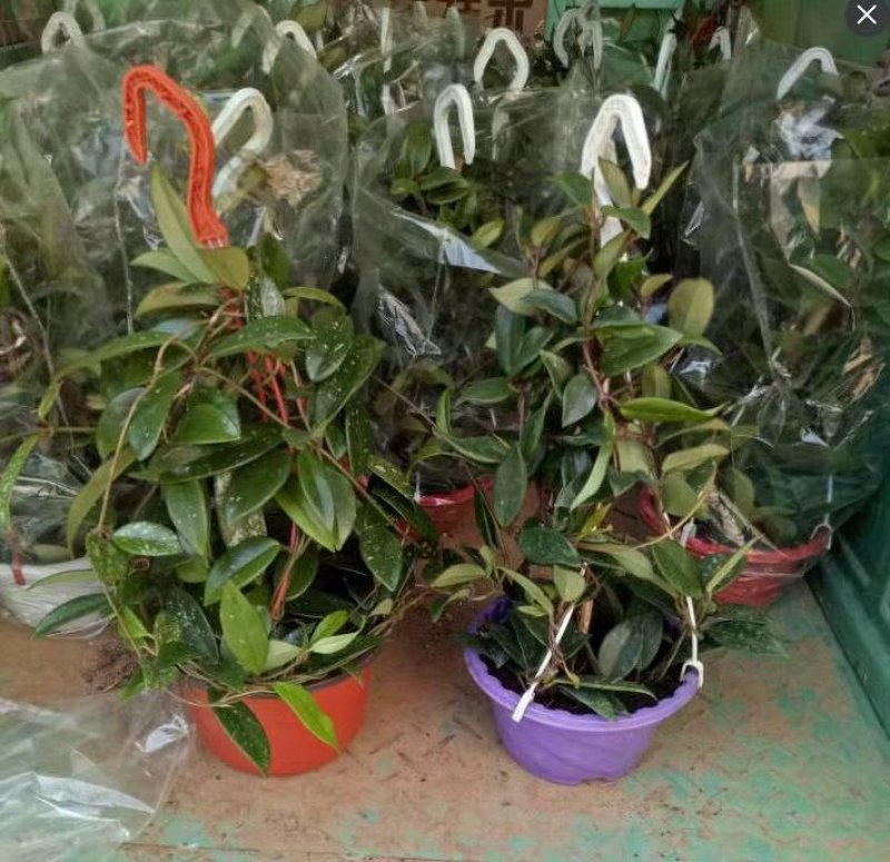 球兰花苗绿叶花心球兰大苗盆栽攀援植物室内爬藤吊兰藤蔓花