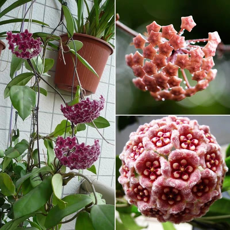 球兰花苗绿叶花心球兰大苗盆栽攀援植物室内爬藤吊兰藤蔓花