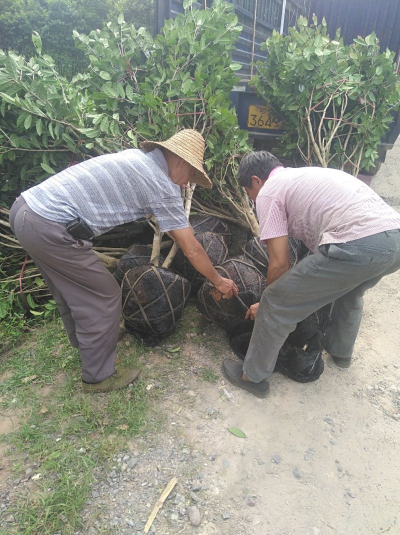 防普金花茶原生树，各种规格