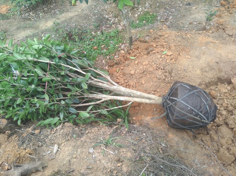 防普金花茶原生树，各种规格
