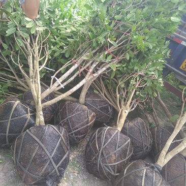 防普金花茶原生树，各种规格