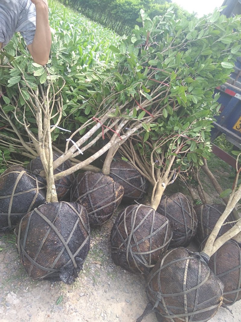防普金花茶原生树，各种规格