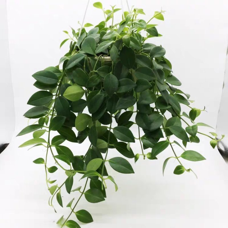 净化空气吸甲醛口红吊兰室内垂吊观花植物盆栽带原土发