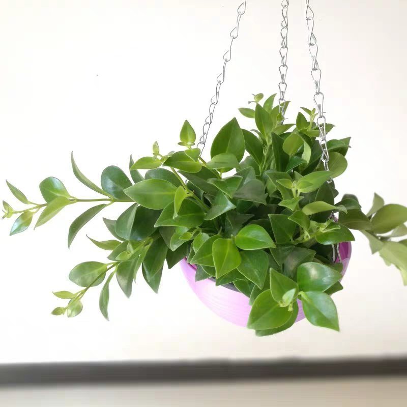 净化空气吸甲醛口红吊兰室内垂吊观花植物盆栽带原土发