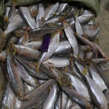 200吨海鲫鱼，食品级别。