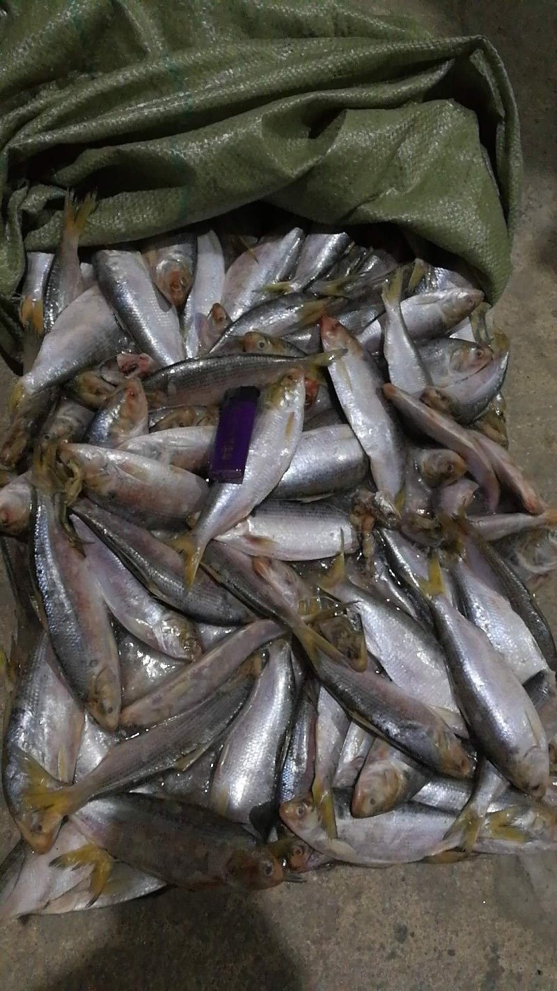 200吨海鲫鱼，食品级别。