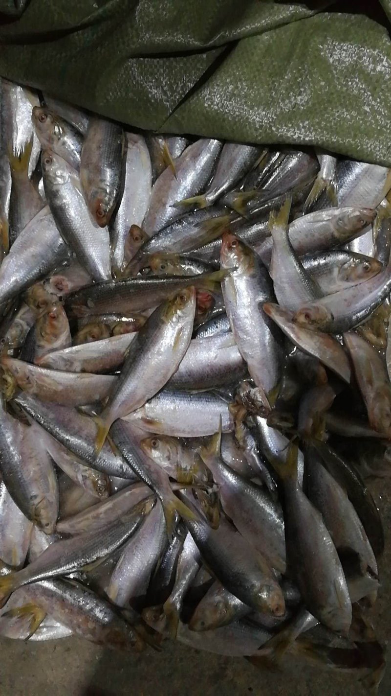 200吨海鲫鱼，食品级别。