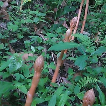 天麻中小统秦岭农家仿野生种植无硫干品1斤包邮