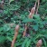天麻中小统秦岭农家仿野生种植无硫干品1斤包邮