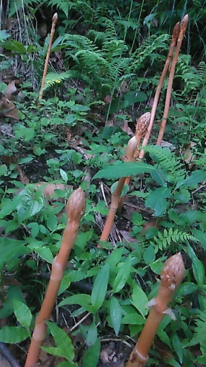 天麻中小统秦岭农家仿野生种植无硫干品1斤包邮