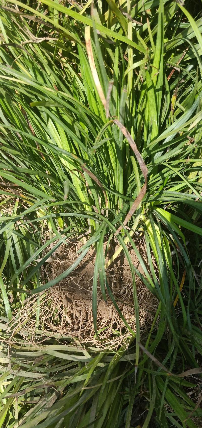 药材麦冬苗可绿化可种植效益可观提供种植技术一件代发