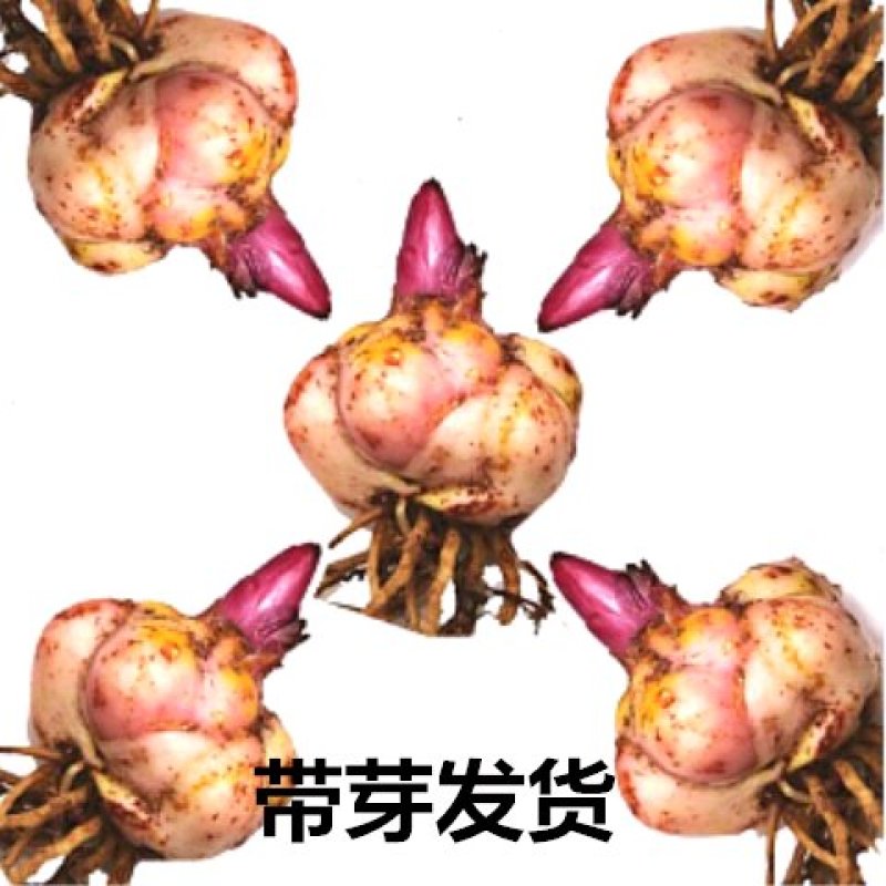 带芽香水百合种球百合花种球盆栽种球盆栽花卉盆栽花苗