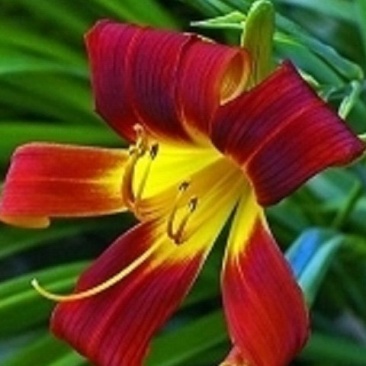 带芽香水百合种球百合花种球盆栽种球盆栽花卉盆栽花苗