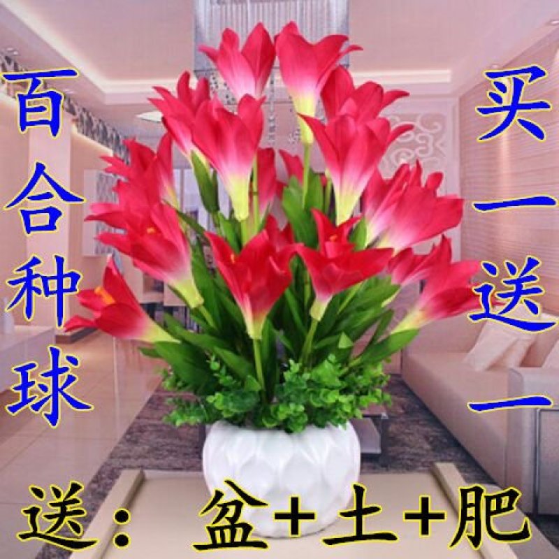 带芽香水百合种球百合花种球盆栽种球盆栽花卉盆栽花苗