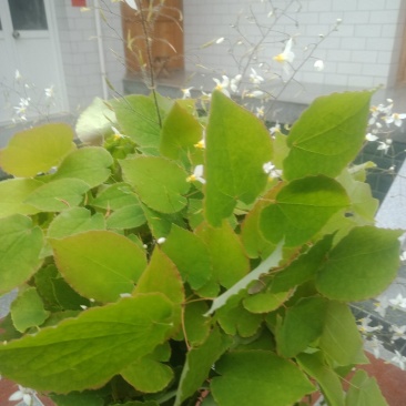 野生淫羊藿品质高，有需要的朋友联系我。