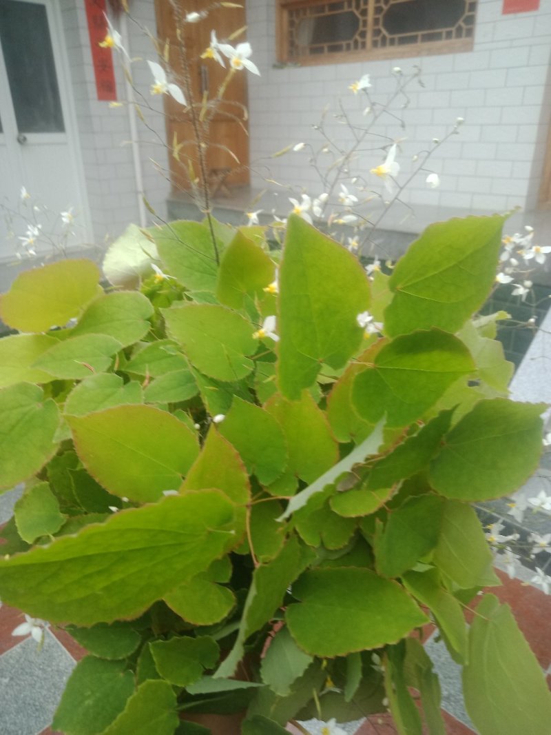 野生淫羊藿品质高，有需要的朋友联系我。