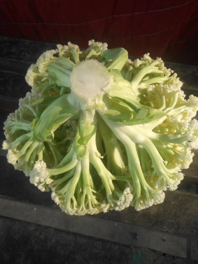 天门花菜走遍天下，精品松花爆仓上市，包装齐全，质量至上