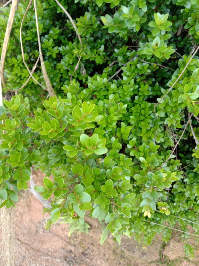 小叶赤楠