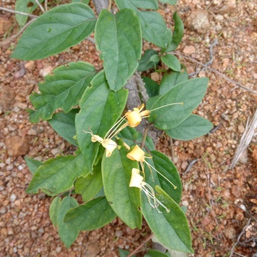 金银花藤