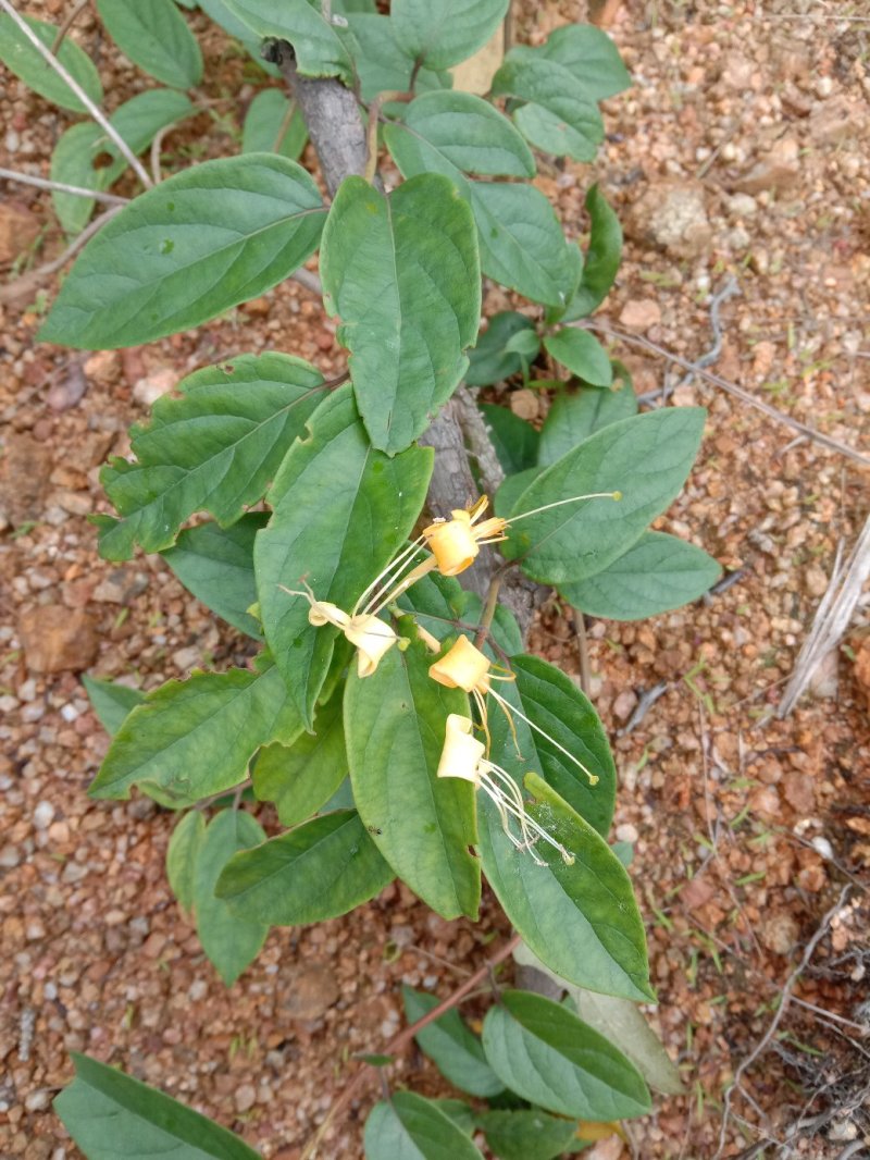 金银花藤