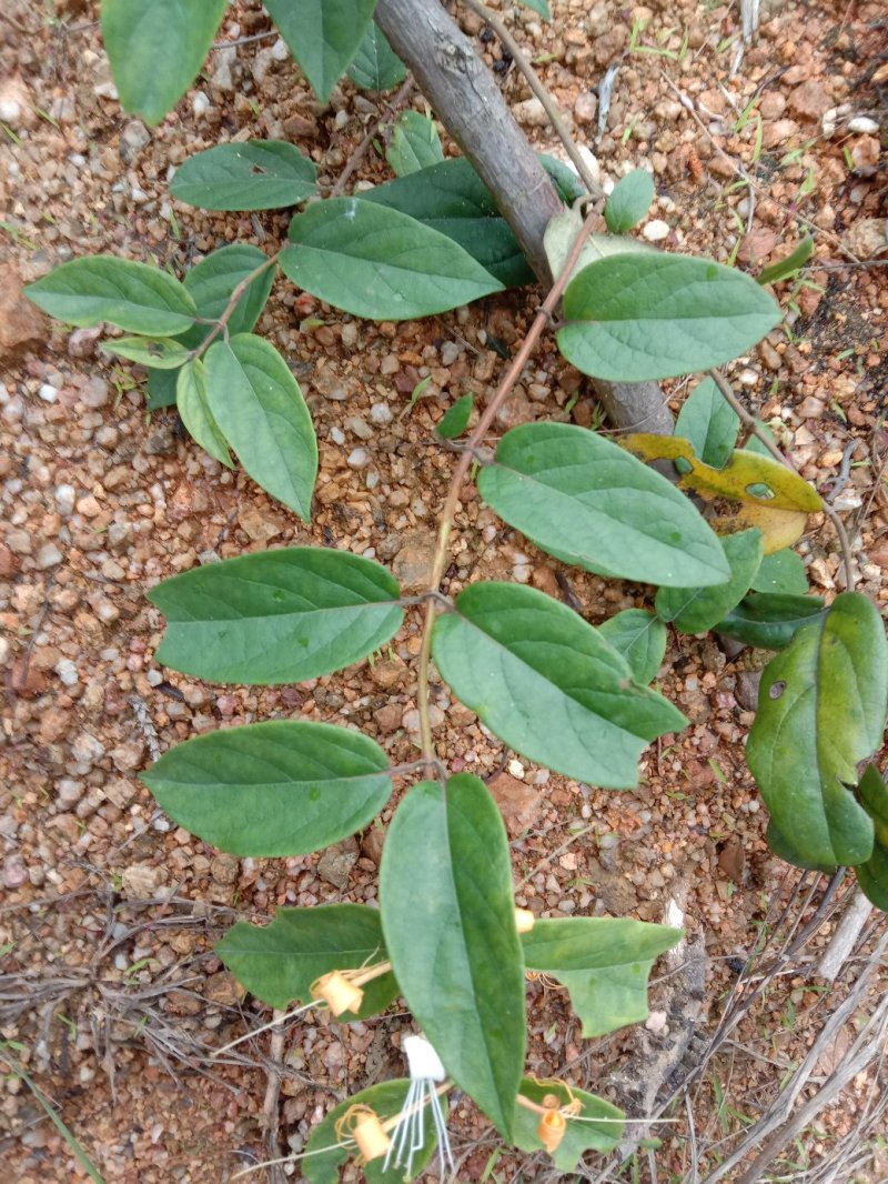 金银花藤