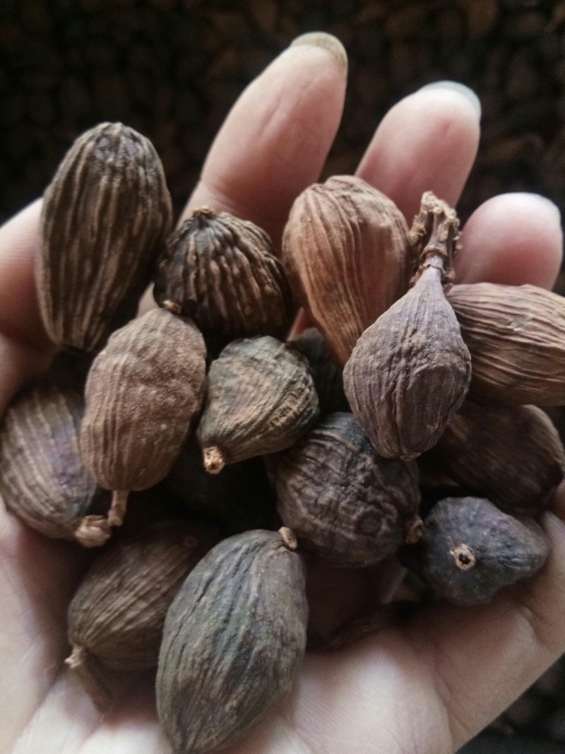 草果云南正品优质香料调味料炖肉卤肉药食同源
