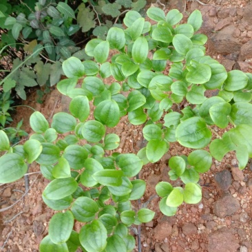 菝葜