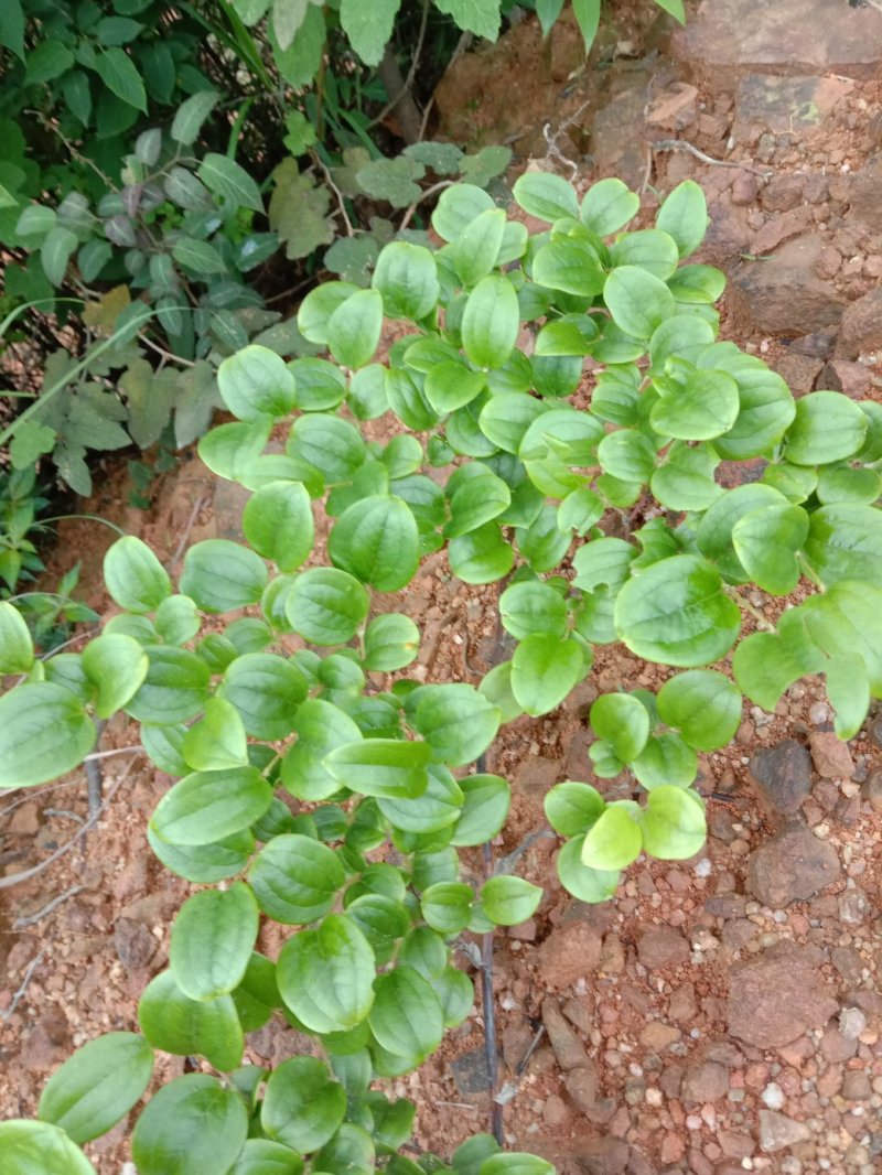 菝葜