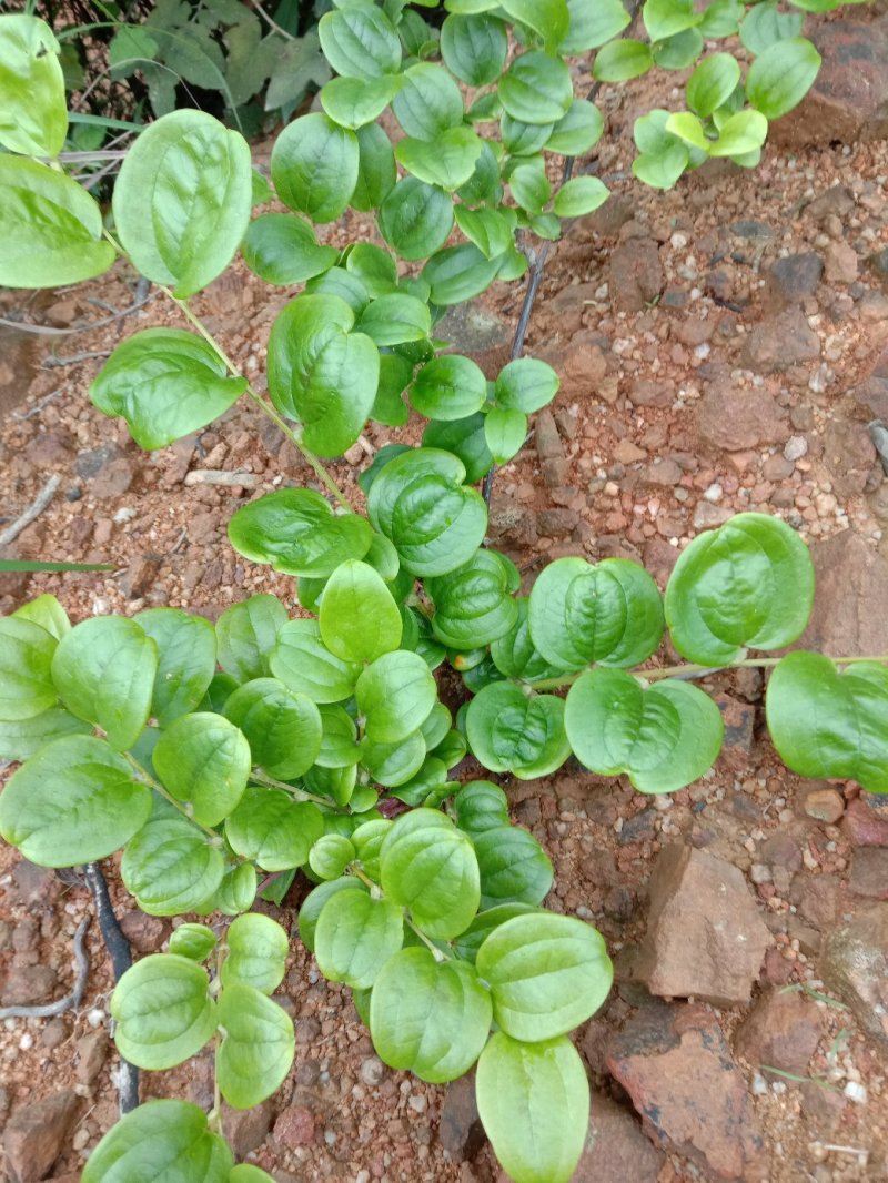 菝葜