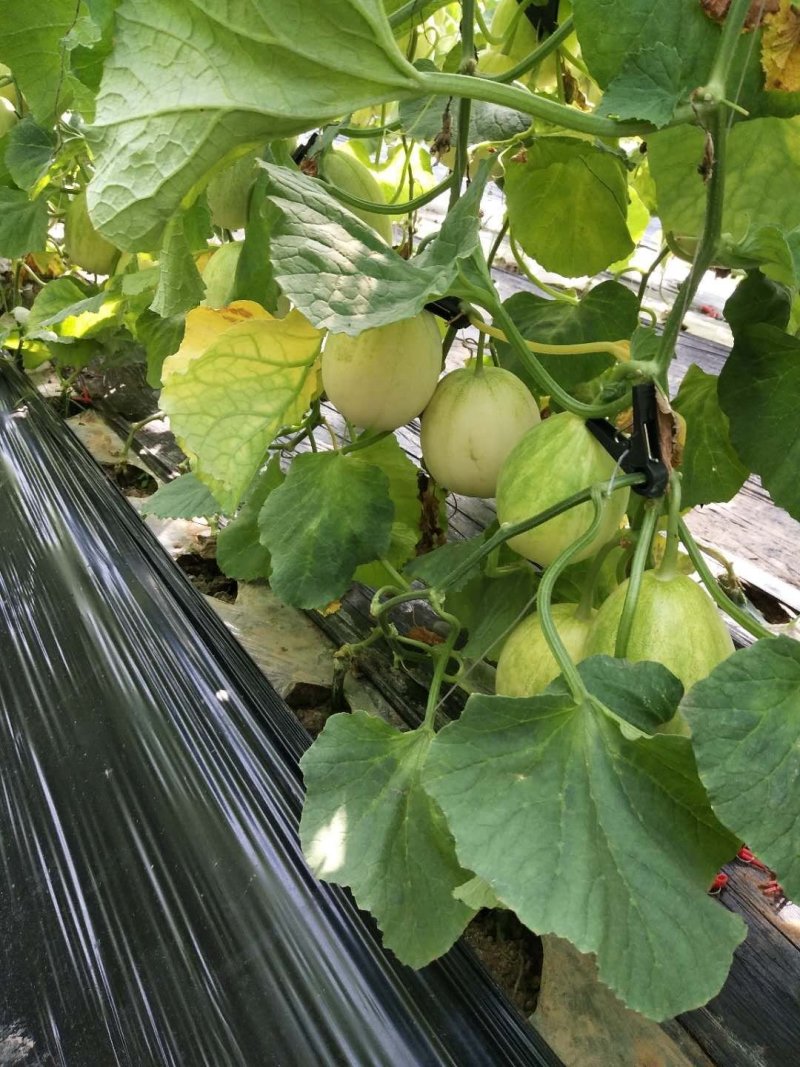冷棚京蜜二茬供应中