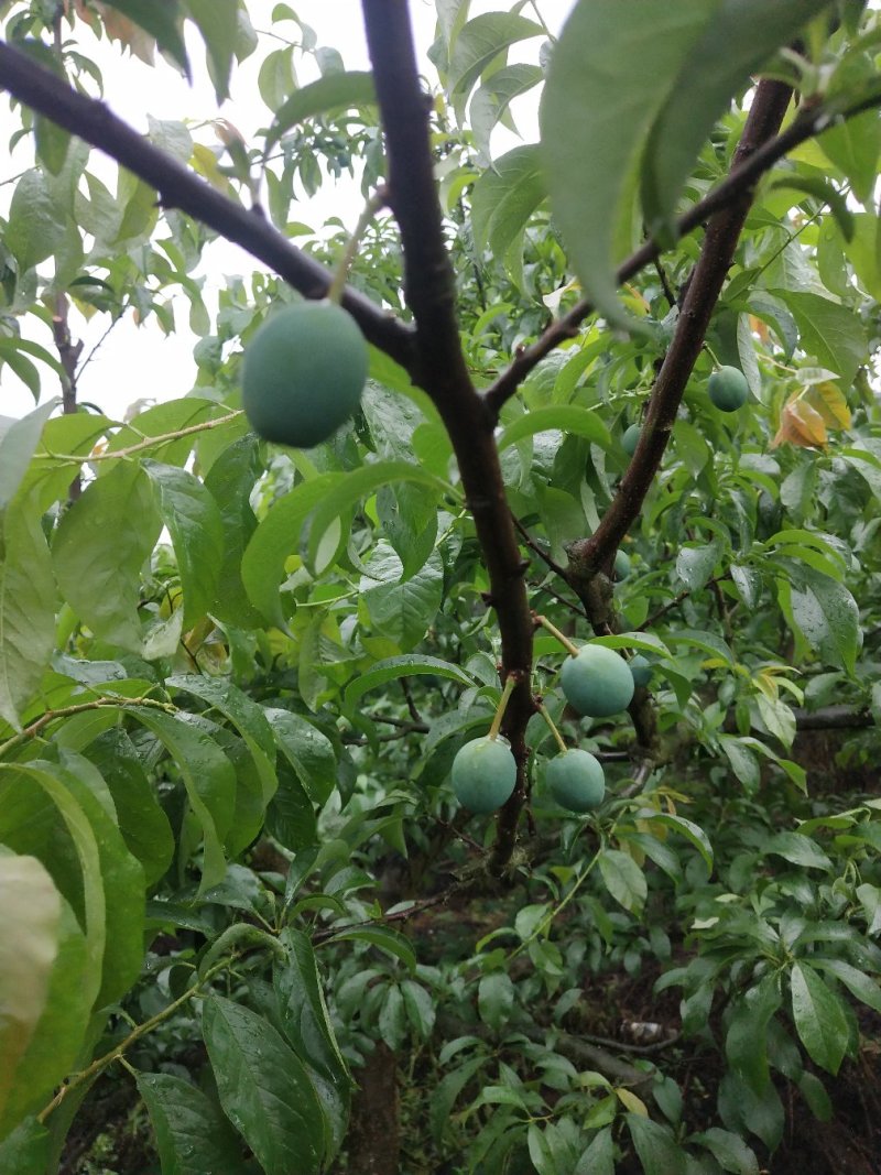 李子