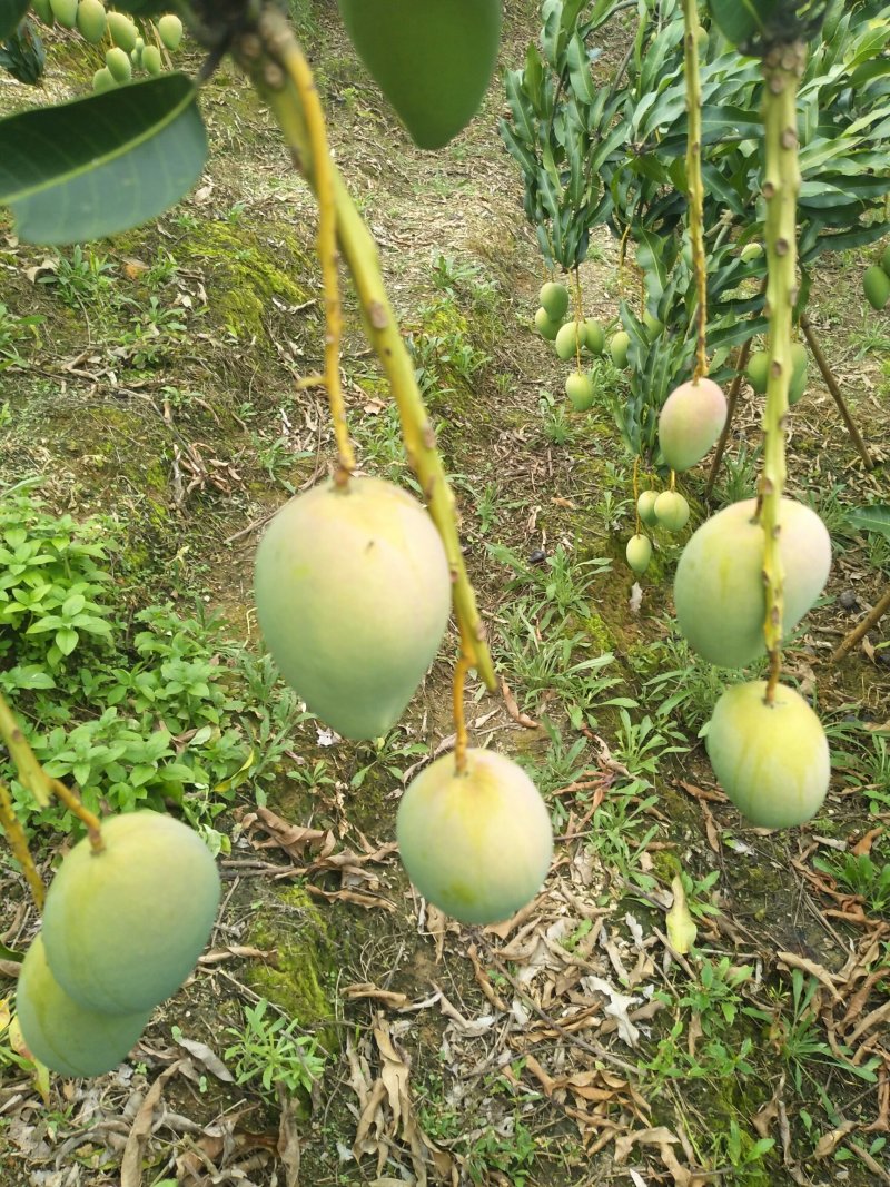 精选【台农芒果】大小果均有～果园现摘对接平台社区团购~