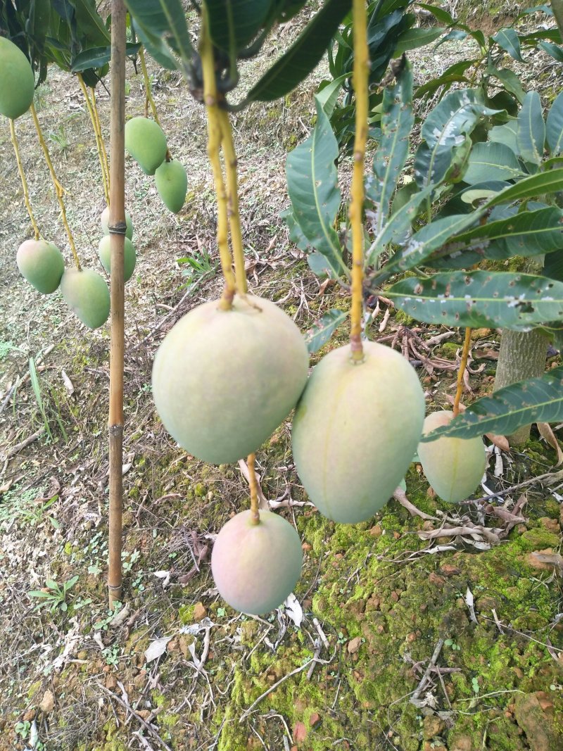 精选【台农芒果】大小果均有～果园现摘对接平台社区团购~