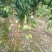 精选【台农芒果】大小果均有～果园现摘对接平台社区团购~