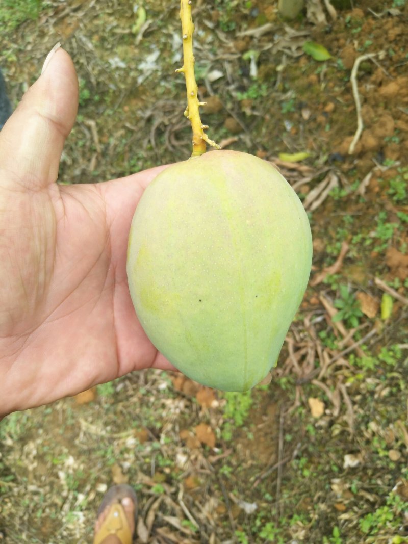 精选【台农芒果】大小果均有～果园现摘对接平台社区团购~